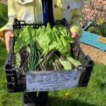 Fabulous Pak Choi