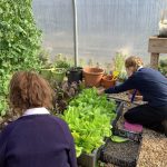 polytunnel Ensuring the salad leaves are ready