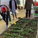 Raised bed gardening